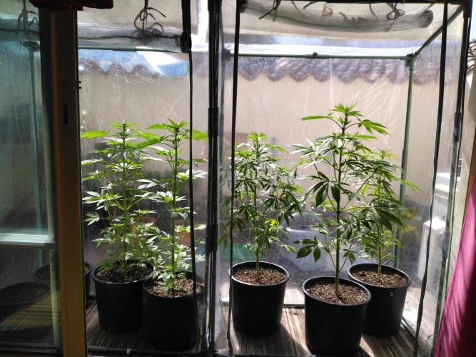Mazar Afghani#1 - Libanaise Sinaï. Week 2