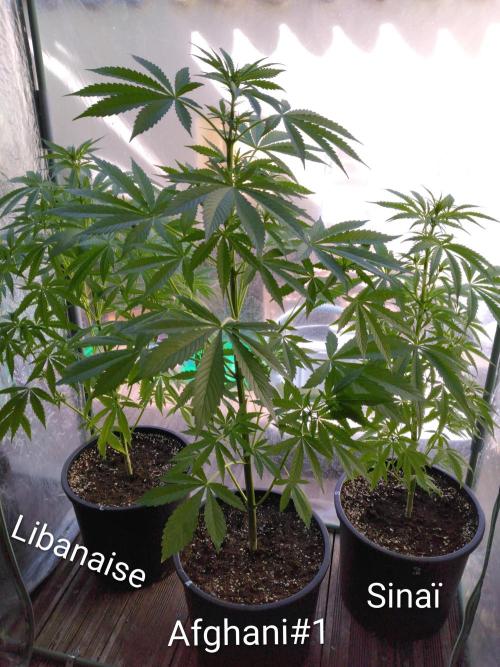 Mazar Afghani#1 - Libanaise Sinaï. Week 2