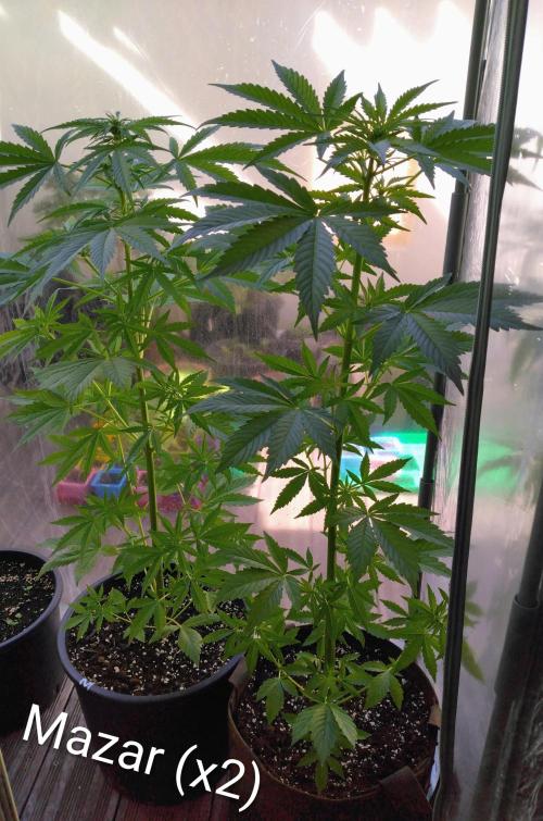Mazar Afghani#1 - Libanaise Sinaï. Week 2
