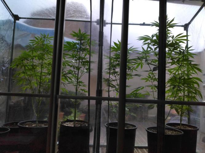 Mazar Afghani#1 - Libanaise Sinaï. Week 3