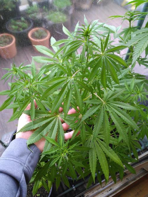 Mazar Afghani#1 - Libanaise Sinaï. Week 3 - Libanaise