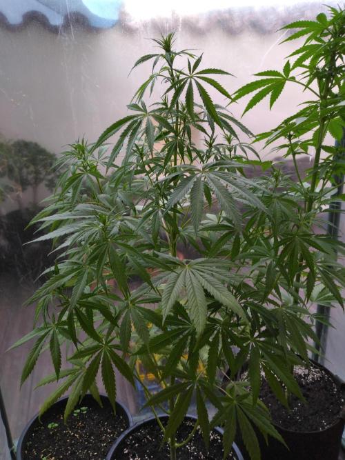 Mazar Afghani#1 - Libanaise Sinaï. Week 3 - Libanaise, qui semblerait être une femelle ! 