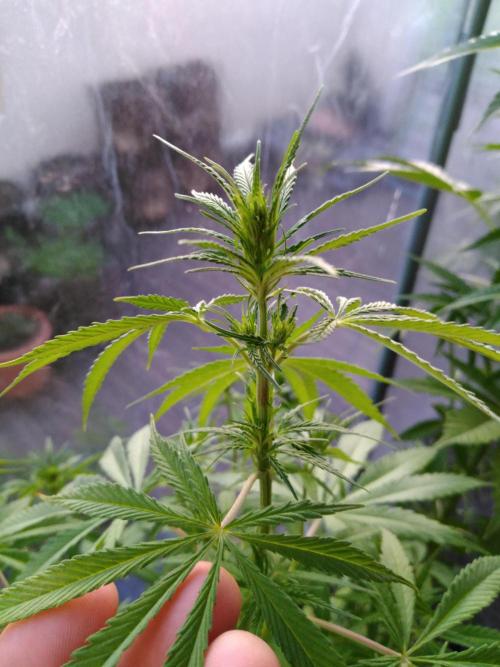 Mazar Afghani#1 - Libanaise Sinaï. Week 4 - Libanaise (femelle !)