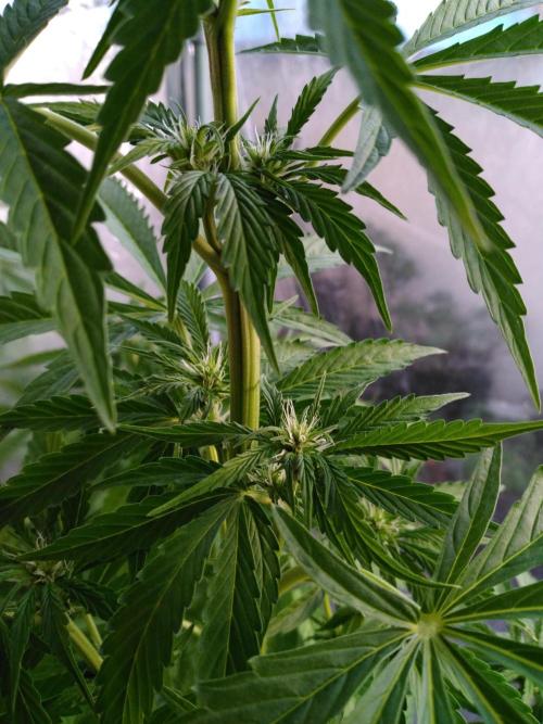 Mazar Afghani#1 - Libanaise Sinaï. Week 4 - Afghani#1