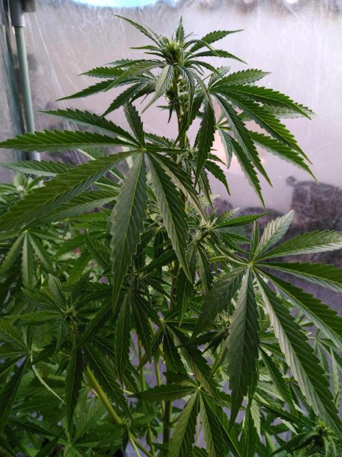 Mazar Afghani#1 - Libanaise Sinaï. Week 4 - Afghani#1