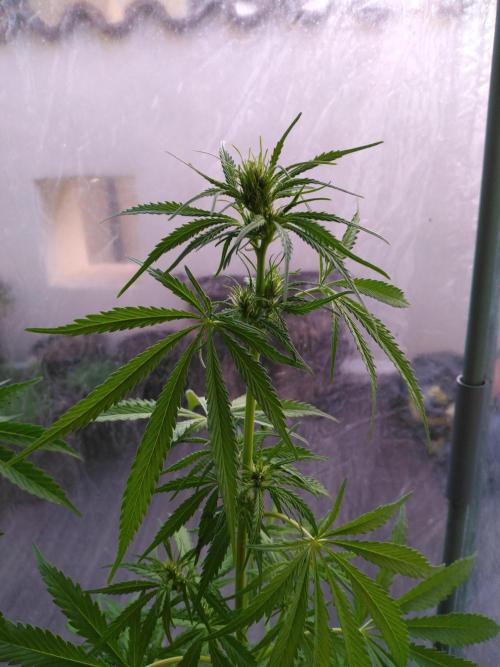 Mazar Afghani#1 - Libanaise Sinaï. Week 4 - Sinaï