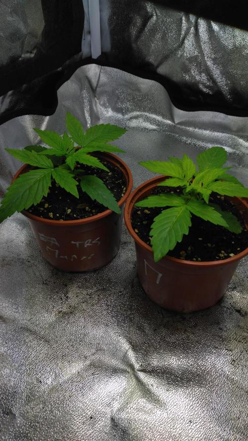 Mazar Afghani#1 - Libanaise Sinaï. Week 1