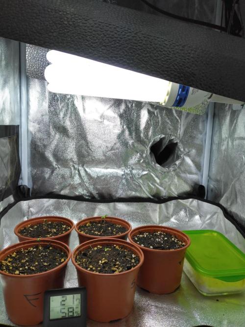 Frosty’s Auto Freak / Nigerian sativa. Week 1 - 2 FAF et 3 nigériane