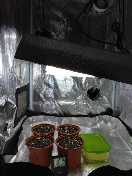 Frosty’s Auto Freak / Nigerian sativa. Week 1