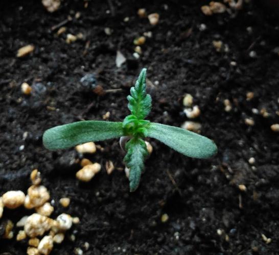 Frosty’s Auto Freak / Nigerian sativa. Week 1 - Frosty's auto Freak 1