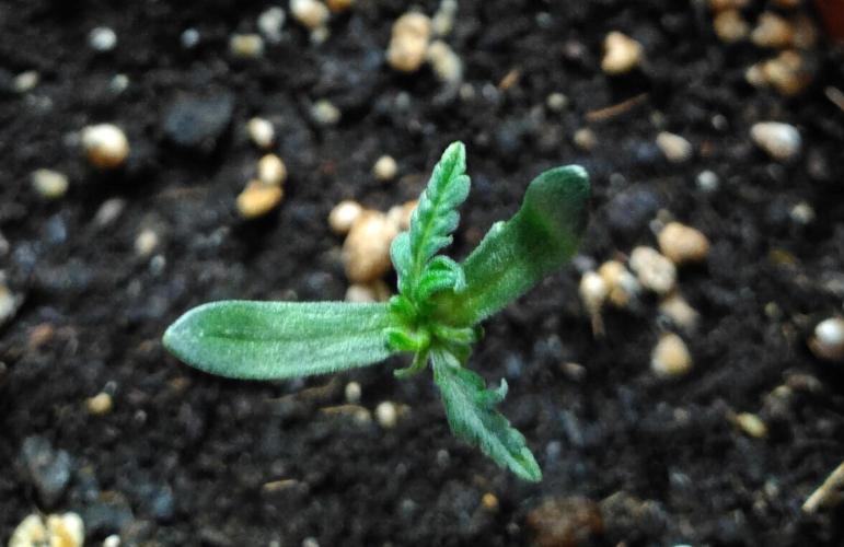 Frosty’s Auto Freak / Nigerian sativa. Week 1 - Frosty's auto Freak 2