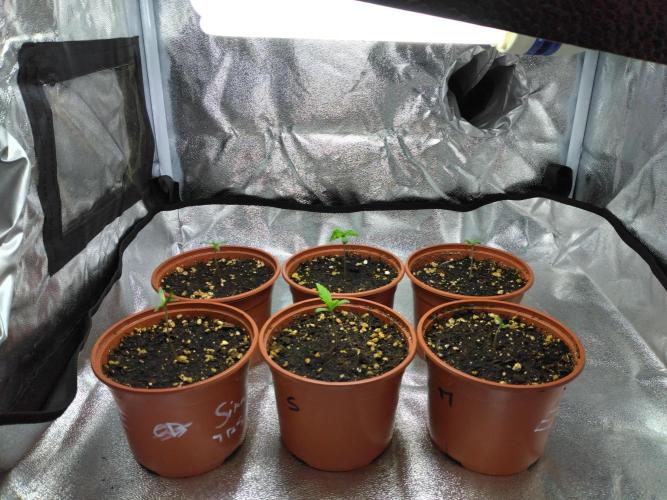Frosty’s Auto Freak / Nigerian sativa. Week 1 - 2 Faf à gauche, 4 nigériane milieu et droite