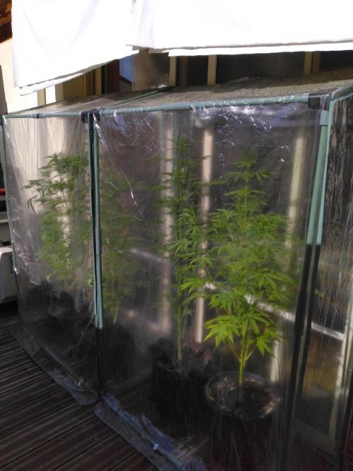 Mazar Afghani#1 - Libanaise Sinaï. Week 5