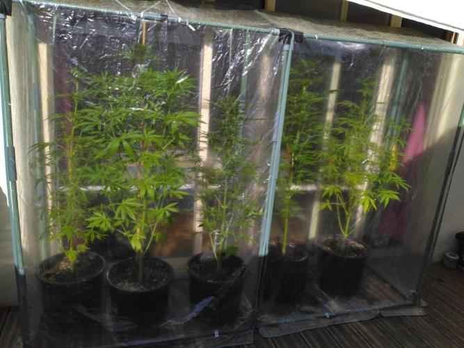 Mazar Afghani#1 - Libanaise Sinaï. Week 5
