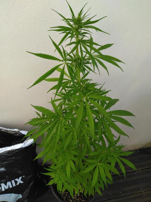 Mazar Afghani#1 - Libanaise Sinaï. Week 5 - Sinaï