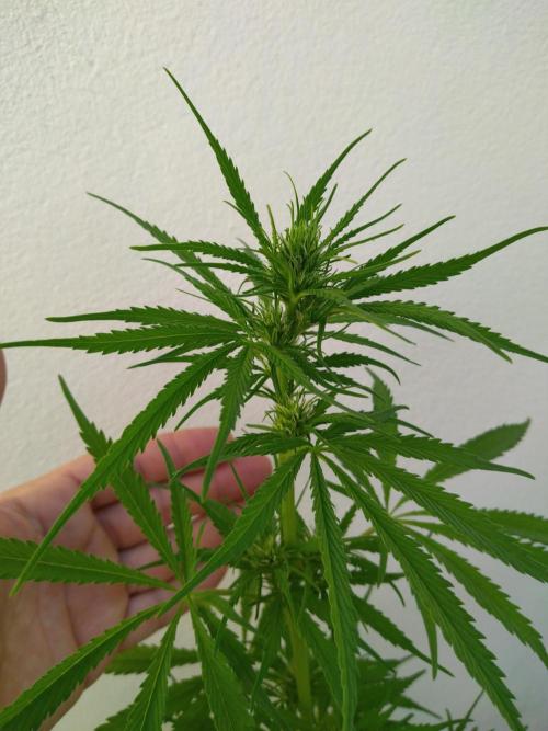 Mazar Afghani#1 - Libanaise Sinaï. Week 5 - Sinaï