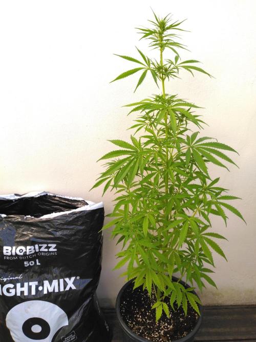 Mazar Afghani#1 - Libanaise Sinaï. Week 5 - Sinaï