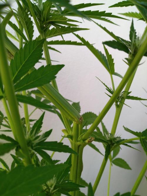 Mazar Afghani#1 - Libanaise Sinaï. Week 5 - Afghani#1