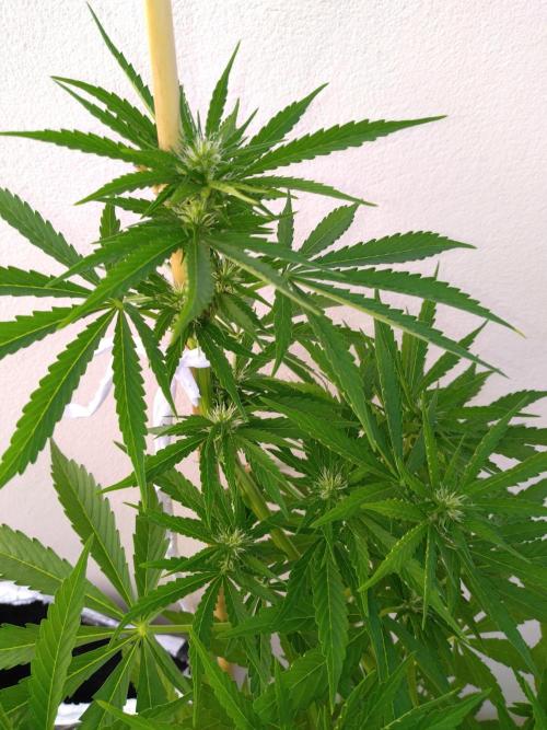 Mazar Afghani#1 - Libanaise Sinaï. Week 5 - Afghani#1