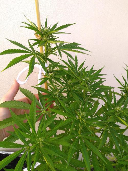 Mazar Afghani#1 - Libanaise Sinaï. Week 5 - Afghani#1
