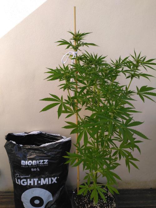 Mazar Afghani#1 - Libanaise Sinaï. Week 5 - Afghani#1