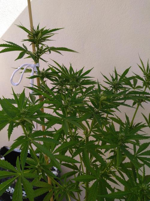 Mazar Afghani#1 - Libanaise Sinaï. Week 5 - Afghani#1
