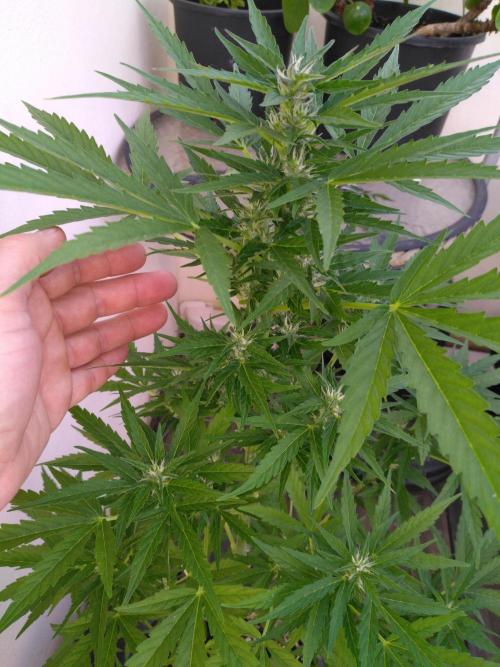 Mazar Afghani#1 - Libanaise Sinaï. Week 5 - Mazar 1