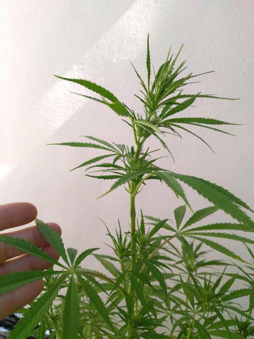 Mazar Afghani#1 - Libanaise Sinaï. Week 5 - Libanaise