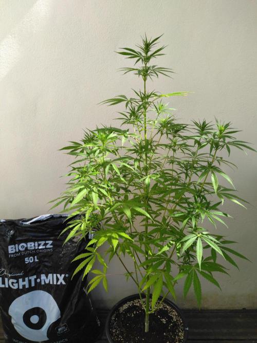 Mazar Afghani#1 - Libanaise Sinaï. Week 5 - Libanaise