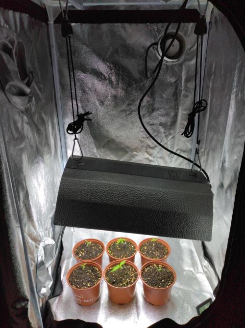 Frosty’s Auto Freak / Nigerian sativa. Week 2