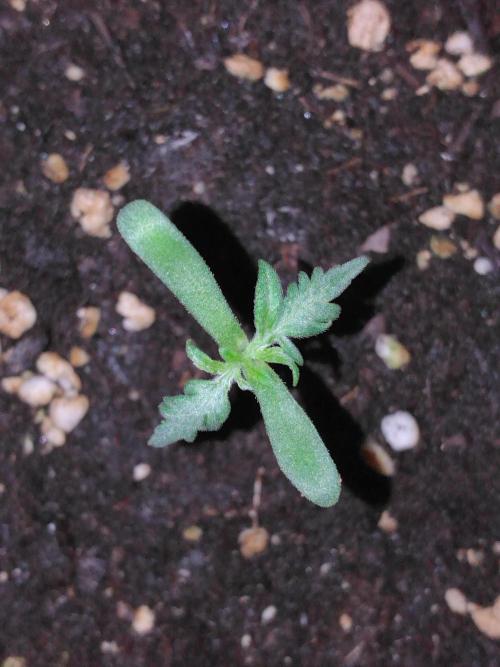 Frosty’s Auto Freak / Nigerian sativa. Week 2