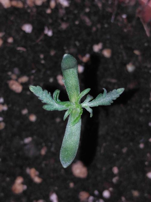 Frosty’s Auto Freak / Nigerian sativa. Week 2