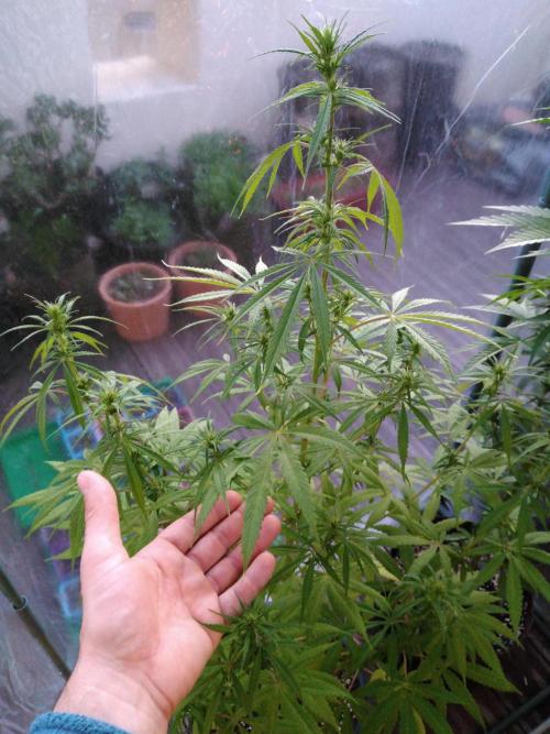 Mazar Afghani#1 - Libanaise Sinaï. Week 5 - Libanaise