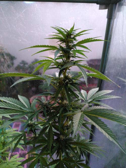 Mazar Afghani#1 - Libanaise Sinaï. Week 5 - Mazar