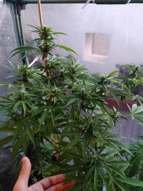 Mazar Afghani#1 - Libanaise Sinaï. Week 5 - Afghani#1