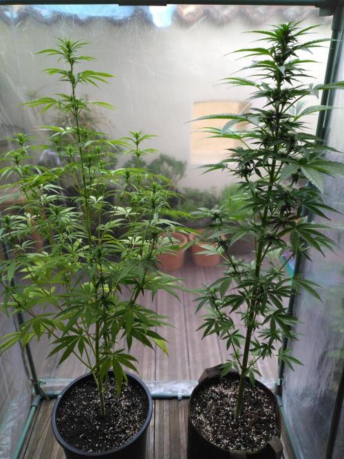 Mazar Afghani#1 - Libanaise Sinaï. Week 5
