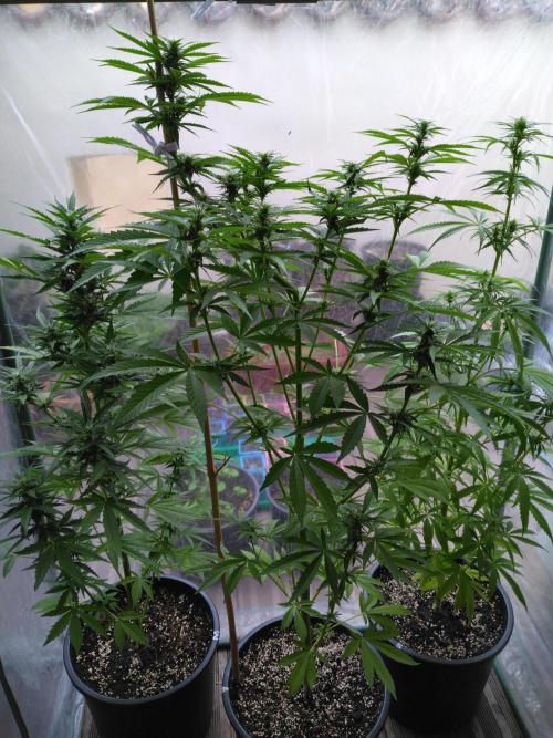 Mazar Afghani#1 - Libanaise Sinaï. Week 5