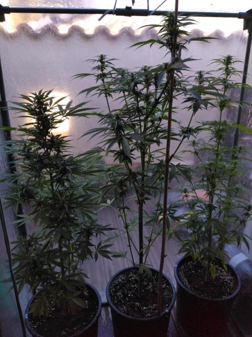 Mazar Afghani#1 - Libanaise Sinaï. Week 6 - Mazar / Afghani / Sinaï