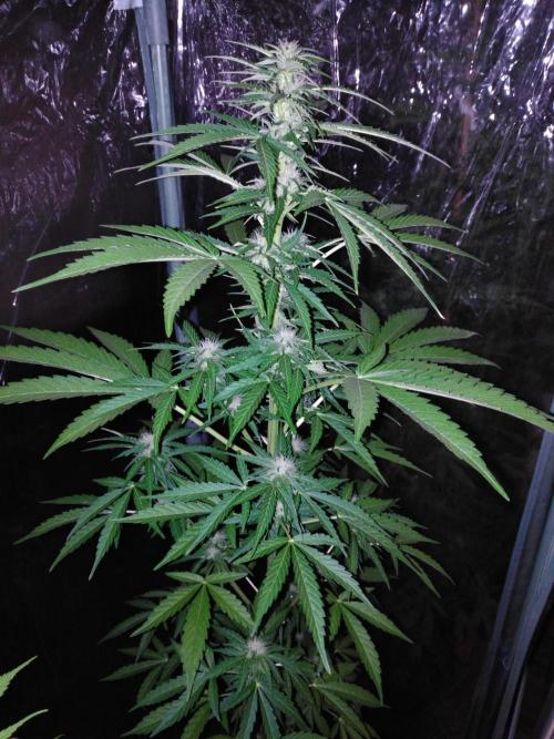 Mazar Afghani#1 - Libanaise Sinaï. Week 6
