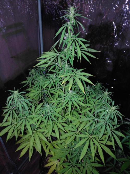 Mazar Afghani#1 - Libanaise Sinaï. Week 6 - Libanaise