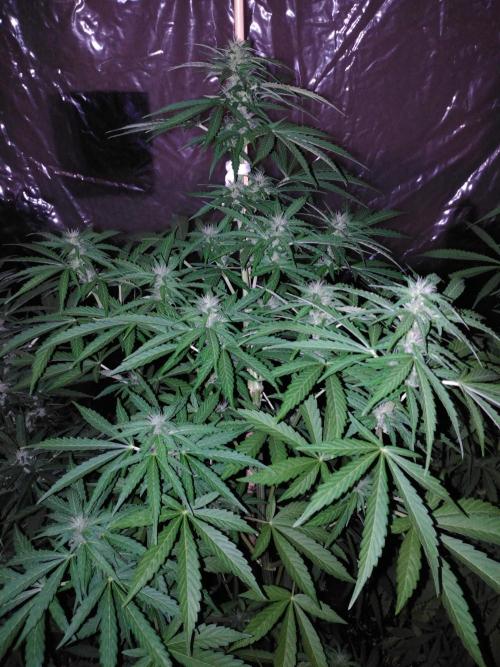 Mazar Afghani#1 - Libanaise Sinaï. Week 6 - Afghani