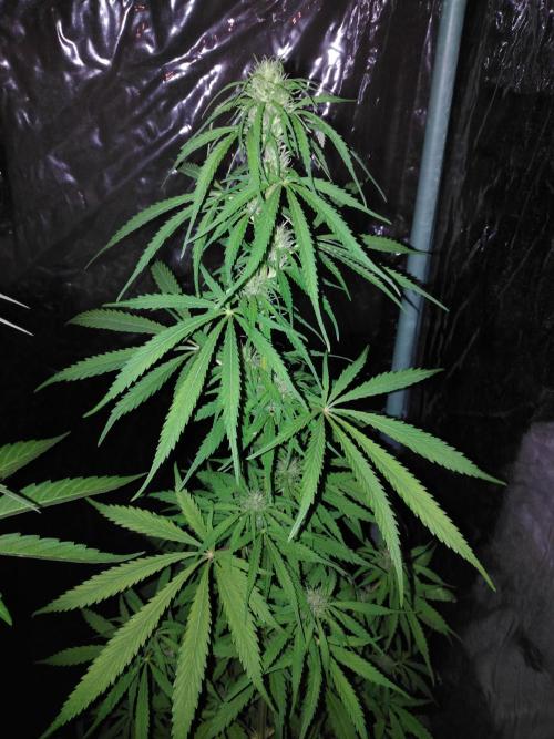 Mazar Afghani#1 - Libanaise Sinaï. Week 6 - Sinaï