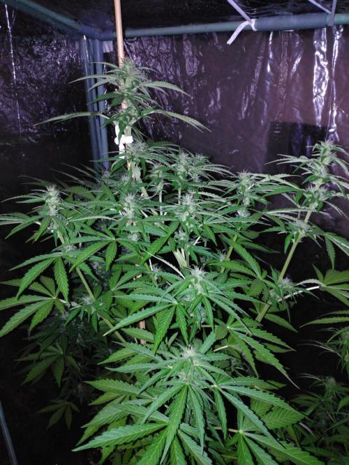 Mazar Afghani#1 - Libanaise Sinaï. Week 6 - Afghani