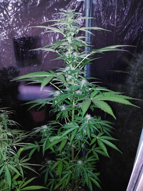 Mazar Afghani#1 - Libanaise Sinaï. Week 6 - Mazar 1