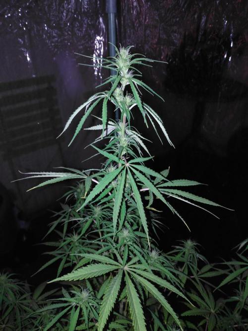 Mazar Afghani#1 - Libanaise Sinaï. Week 6