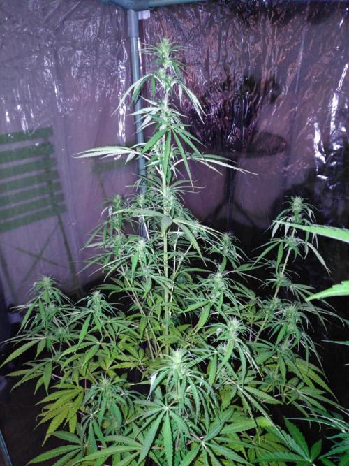 Mazar Afghani#1 - Libanaise Sinaï. Week 6