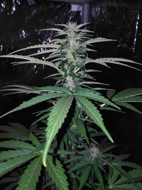 Mazar Afghani#1 - Libanaise Sinaï. Week 6