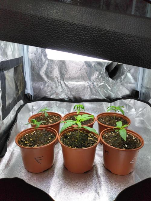Frosty’s Auto Freak / Nigerian sativa. Week 3