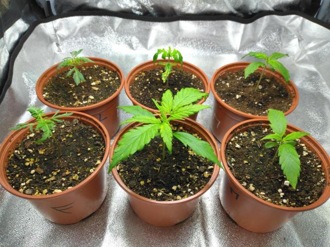Frosty’s Auto Freak / Nigerian sativa. Week 3 - 2 Frosty's Auto Freak ; 4 Nigériane