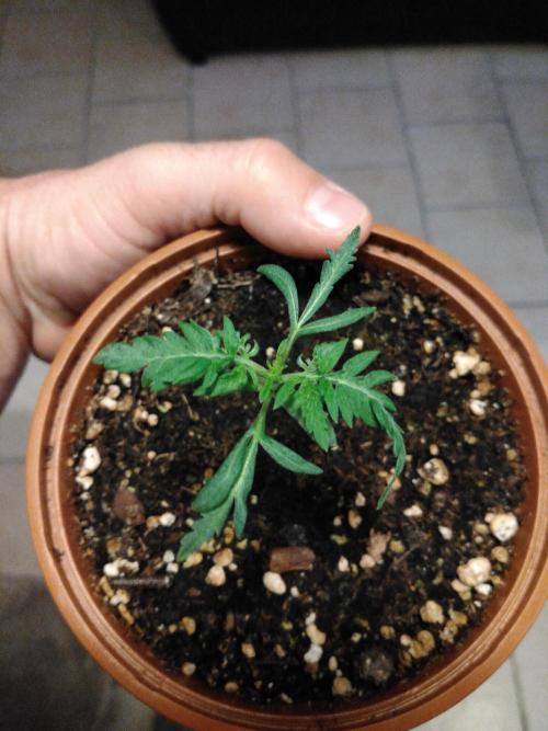 Frosty’s Auto Freak / Nigerian sativa. Week 3 - Faf 1